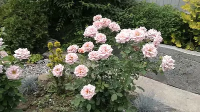 Великолепная роза коко локо на фото - выберите формат для скачивания