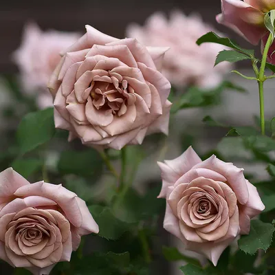 Фото розы коко локо - сохраните ее красоту навсегда