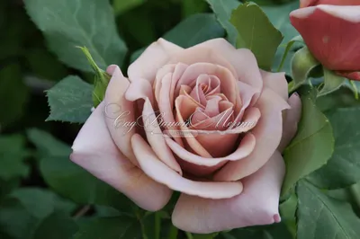 Фото розы коко локо для загрузки - выберите подходящий размер