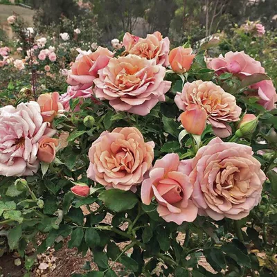Уникальная фотография розы коко локо - скачивайте в формате, удобном для вас