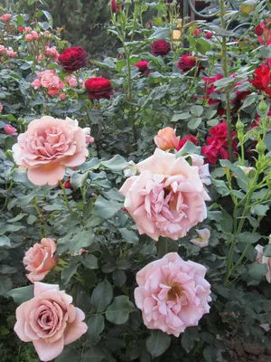 Картинка розы коко локо - насладитесь великолепием этого сорта