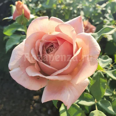 Фотка розы коко локо - вдохновитесь ее красотой и грацией