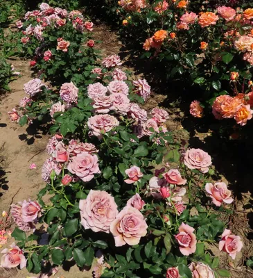 Роза коко локо - запечатленная на фото прекрасная цветочная композиция