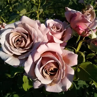 Картинка розы коко локо - запечатлела прелесть этого сорта