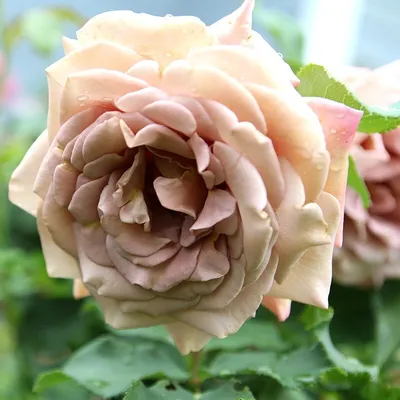 Фотка розы коко локо - воплотите свои идеи с помощью этой красивой розы