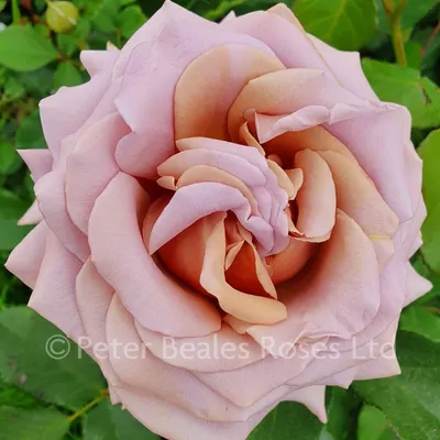 Фотография розы коко локо - изысканная красота в одном кадре