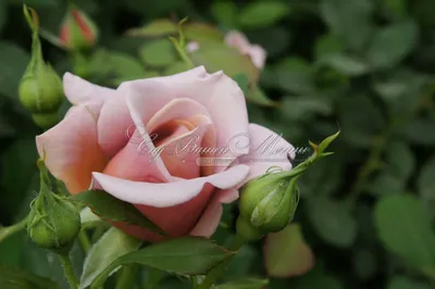 Красивая фотография розы коко локо - выберите формат для скачивания