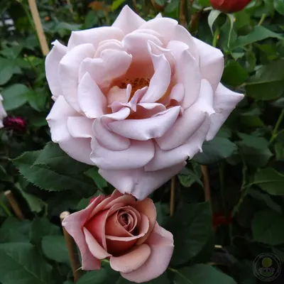 Уникальное фото розы коко локо - скачайте в высоком качестве