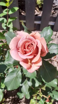 Фото, картинка, изображение розы коко локо - скачайте в удобном формате