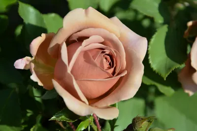 Прекрасная роза коко локо - изображение для вдохновения