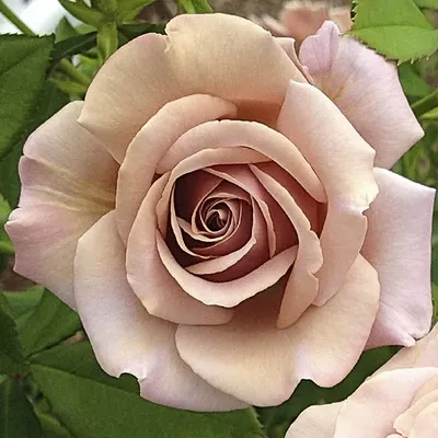 Роза коко локо - яркое изображение этого удивительного сорта