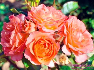 Фотография розы колибри в формате png