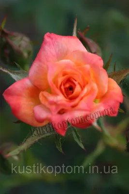 Изображение розы колибри для фотоальбома