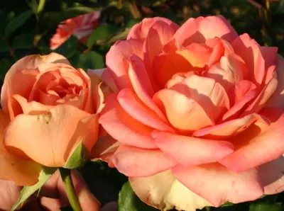 Роза колибри в формате jpg с прозрачным фоном