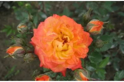 Роза колибри в формате png в светлых тонах