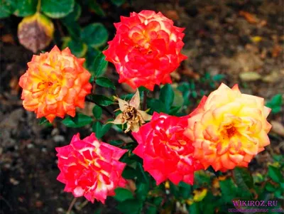 Фотография розы колибри в формате webp для сайта
