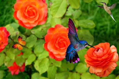 Изображение розы колибри в формате webp