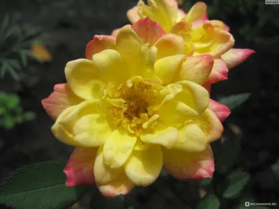 Красочная картинка розы колибри для печати