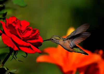 Картинка розы колибри с эффектом движения