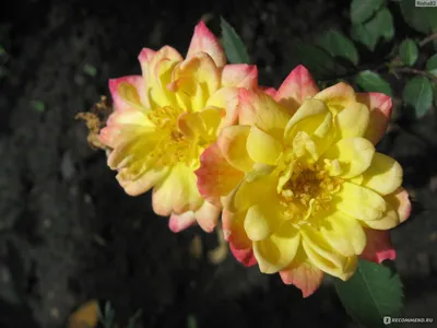 Роза колибри в формате png на прозрачном фоне