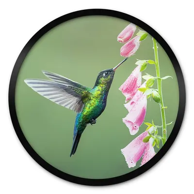 Фотография розы колибри в формате webp для баннеров
