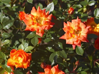 Роза колибри размером 800x600px jpg