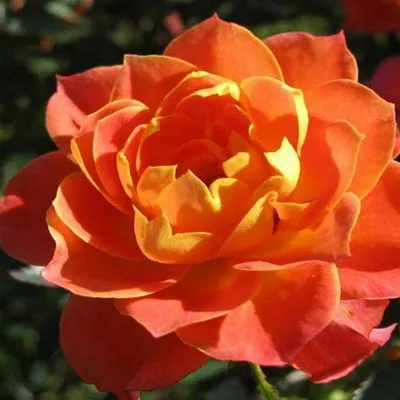 Роза колибри в формате png высокого разрешения