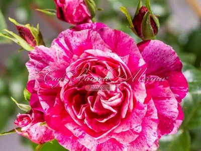 Фотография розы колибри в формате webp для печати