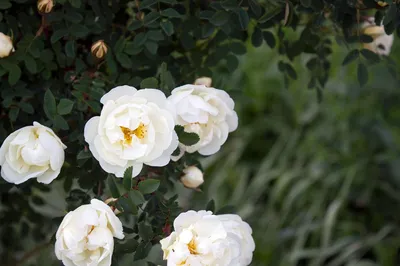 Красивая фотография розы колючейшей в png формате