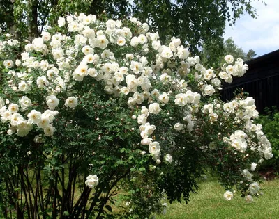 Фото розы колючейшей в формате webp