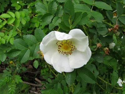 Фотка розы колючейшей - выбирай размер (маленькое, среднее, большое)