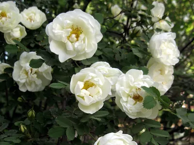 Фотка розы колючейшей - выбирай размер изображения (крупное, среднее, маленькое)