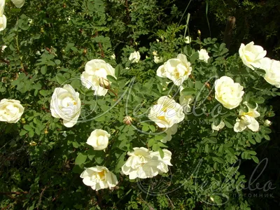 Изображение розы колючейшей в формате webp