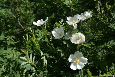 Фотка розы колючейшей - выбирай размер (большое, маленькое, среднее)