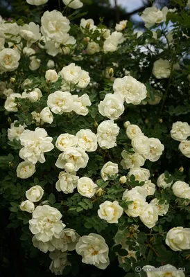 Красивое фото розы колючейшей для загрузки webp