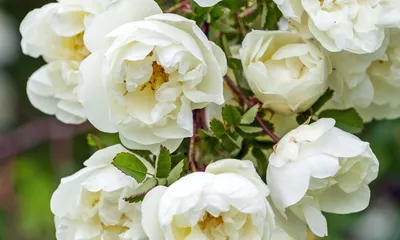 Фотография розы колючейшей - выбирай размер и формат
