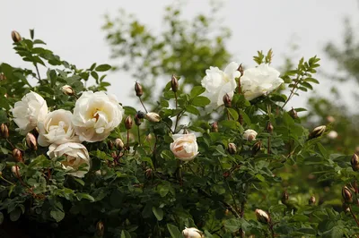 Фотка розы колючейшей в jpg формате