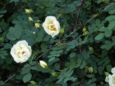 Фотография розы колючейшей - выбирай формат (png, jpg, webp)