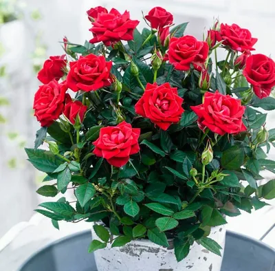 Красивые комнатные розы для скачивания в jpg формате