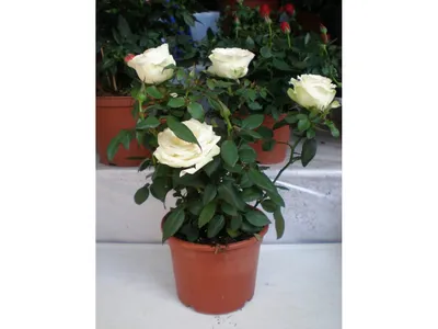 Фотографии розы для украшения стен - png формат
