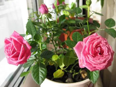 Комнатная роза, доступная для скачивания в webp формате