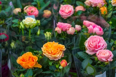 Фото розы, добавляющей шарм в ваш дом - webp формат