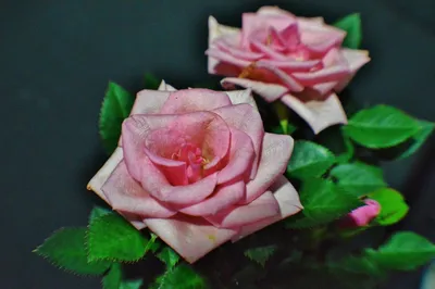 Розы, придающие уют и романтику - скачать png