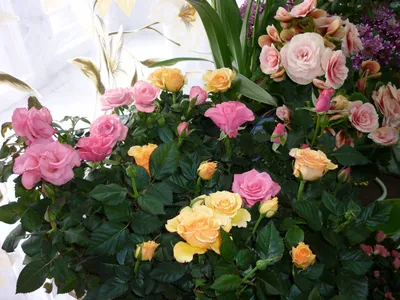 Фотокартина розы, замечательное украшение для интерьера - jpg