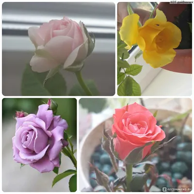 Красивые комнатные розы в мягких тонах - webp формат