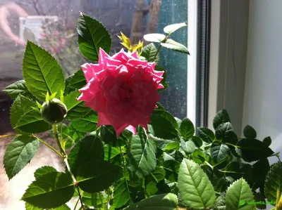 Фотография розы с яркими оттенками - скачать webp