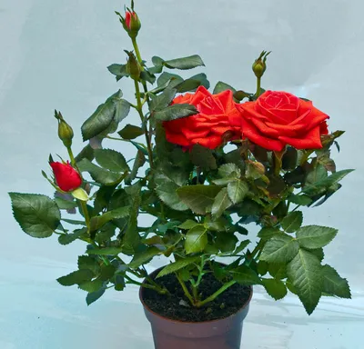 Розы, придающие элегантность вашему дому - png формат