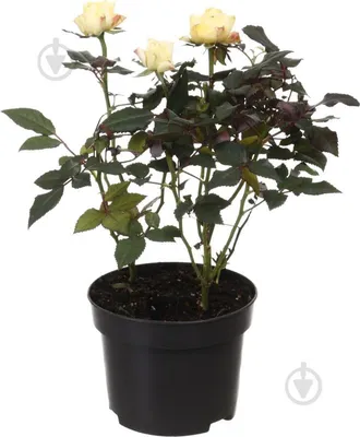 Фотография комнатной розы с нежными цветами - png формат