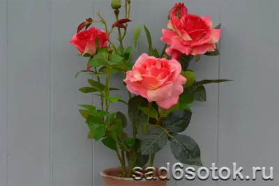 Фото розы, придающей красоту вашему дому - webp
