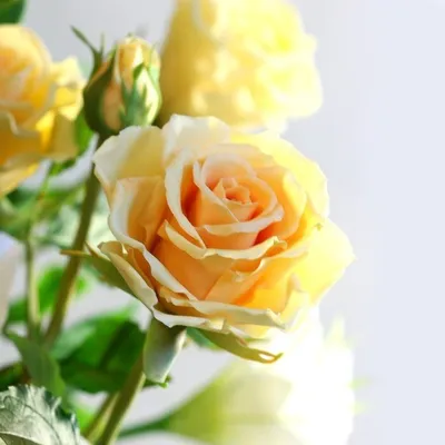 Комнатные розы в разнообразных оттенках - скачать png